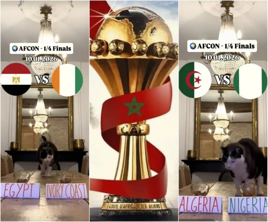 AFCON 2026 quarter-finals preview featuring Egypt vs Ivory Coast and Algeria vs Nigeria, with a trophy and a playful cat in a cosy setting.