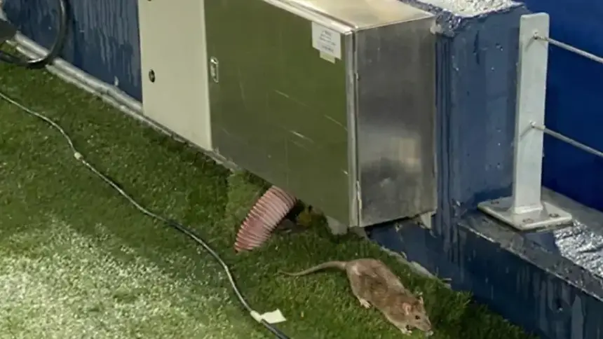 A rat appears on the artificial turf next to a metal box and electrical wires at a football stadium, highlighting an unusual moment during the match.